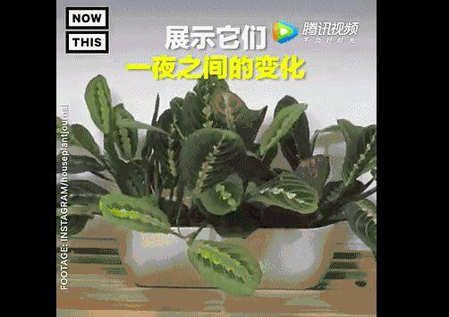 网红竹芋科植物的推荐与养护