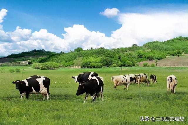 奶牛管理与乳品质量， 奶牛养殖中的最佳实践，确保高质量乳制品