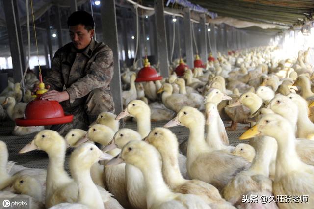 简单易懂的鸡鸭采食量计算公式