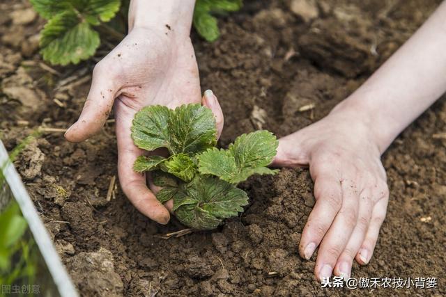 秋季草莓栽种正当时，掌握好移栽定植技巧，缓苗快、成活率高