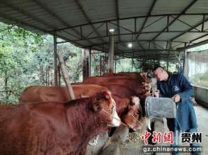 肉牛养殖图片(沿河：依托肉牛养殖“犇”向幸福路)