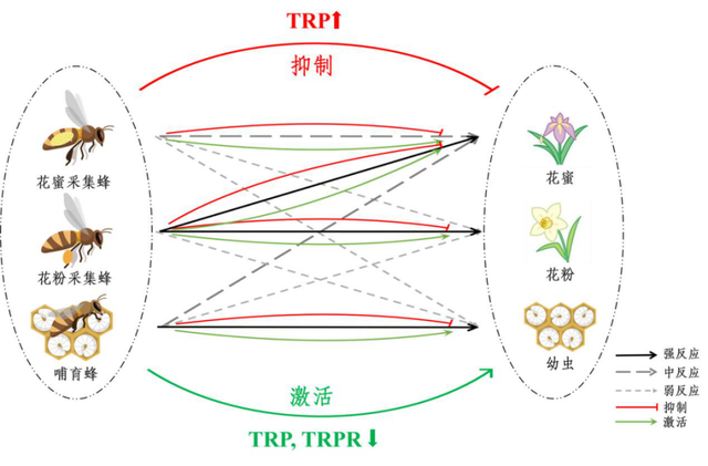 蜜蜂怎样做到高度分工？农科院专家找到新的研究视角