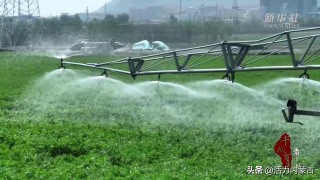 内蒙古土默特左旗：从一棵草到一杯奶 草长茂盛奶业兴