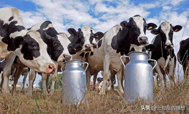 奶牛管理与乳品质量， 奶牛养殖中的最佳实践，确保高质量乳制品