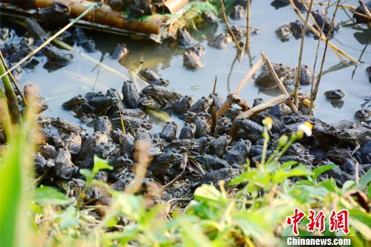 广州一农场青蛙泛滥成灾 农场主犯愁