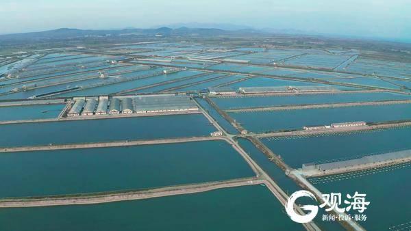 获批全国首家国家级刺参良种场，青岛有何“本领”？