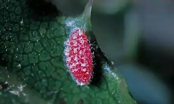 做染料，做饲料，还能当宠物……虫子简直无所不能