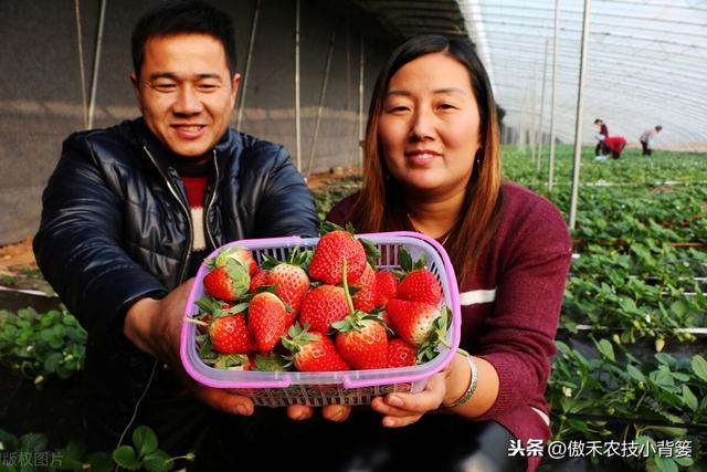 秋季草莓栽种正当时，掌握好移栽定植技巧，缓苗快、成活率高