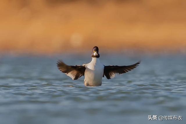 潜水健将：鹊鸭相亲忙