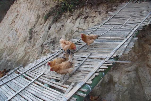 岳西这里的鸡飞上树，大明山正宗土鸡养殖场，生态散养满山跑