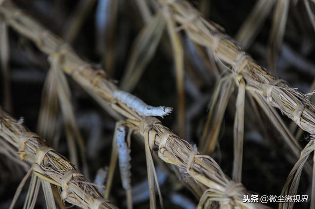 2龄蚕桑叶需求量较小，但日常管理要到位，8个养蚕要领需掌握