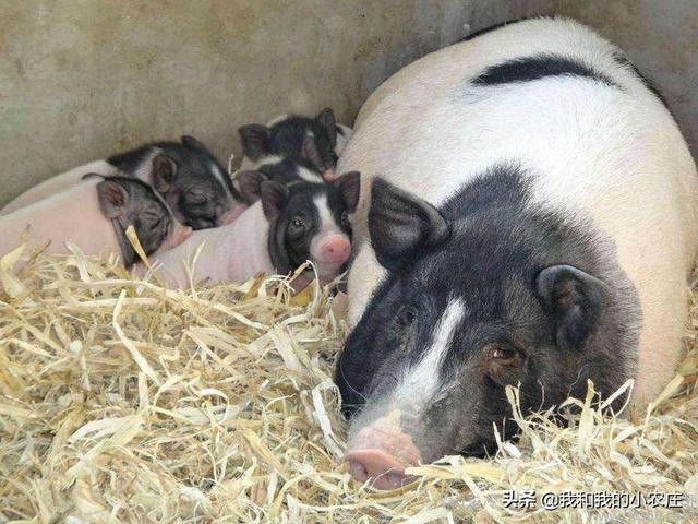 7年香猪养殖人聊聊影响香猪猪肉品质的7种因素和4种改善措施