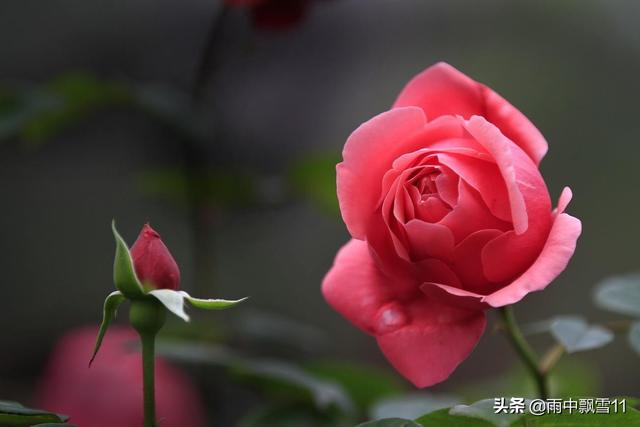 月季花怎么养？做到5条养殖方法，花期长达180天，香味浓郁扑满鼻