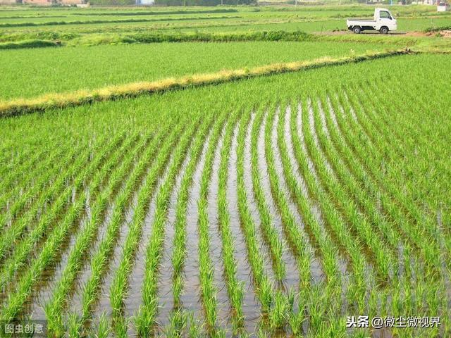 水稻田中黄鳝过多，容易引起水肥流失，种植户可从4个方面处理