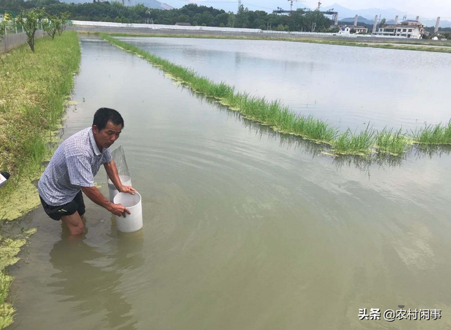 甲鱼养殖没你想象的那么难，掌握这些管理技术，收获财富很简单