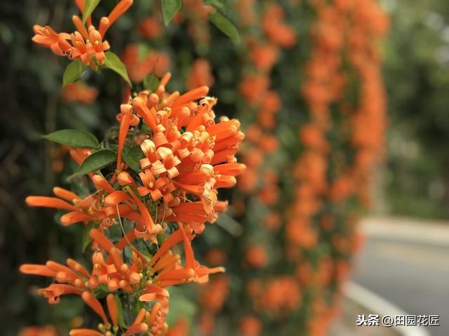 炮仗花，不开花或者花量少的原因解答，正确养护，枝繁叶茂花满墙