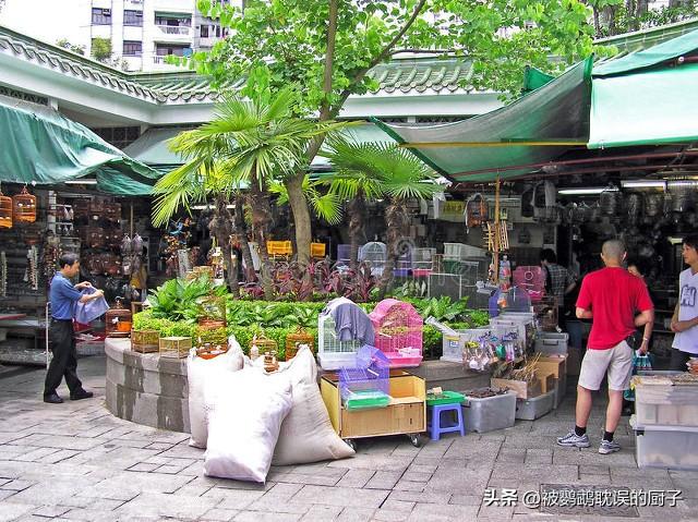 新手避免踩雷，常见4种购买鹦鹉渠道，助你选到健康心仪的鹦鹉！