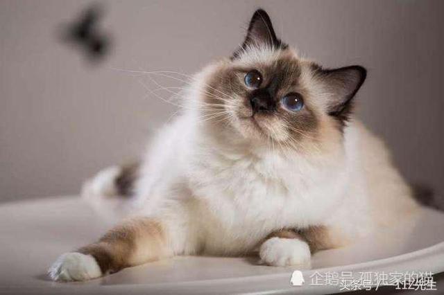 世界十大最美丽的猫品种