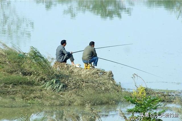 野钓鲤鱼正当时，牢记鲤鱼的3个习性，让你每次都不走空