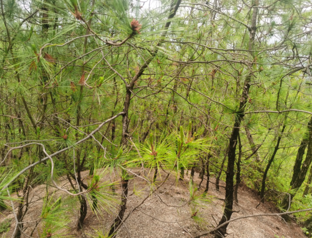 记录：捡来的松果如何慢慢长成一盆赏心悦目的盆栽