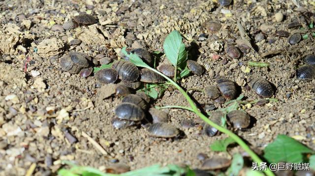 你知道“土鳖子”吗？养它竟能赚钱