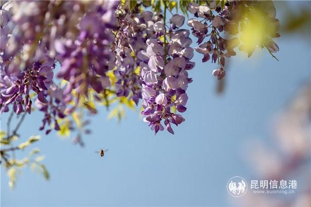 网友“雨中水莲”：养花可观赏可食用 每天都有好心情