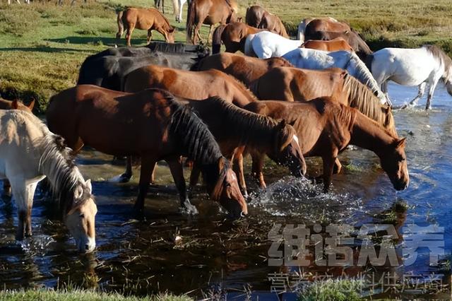 马怎么饲养，关于养马的基本知识