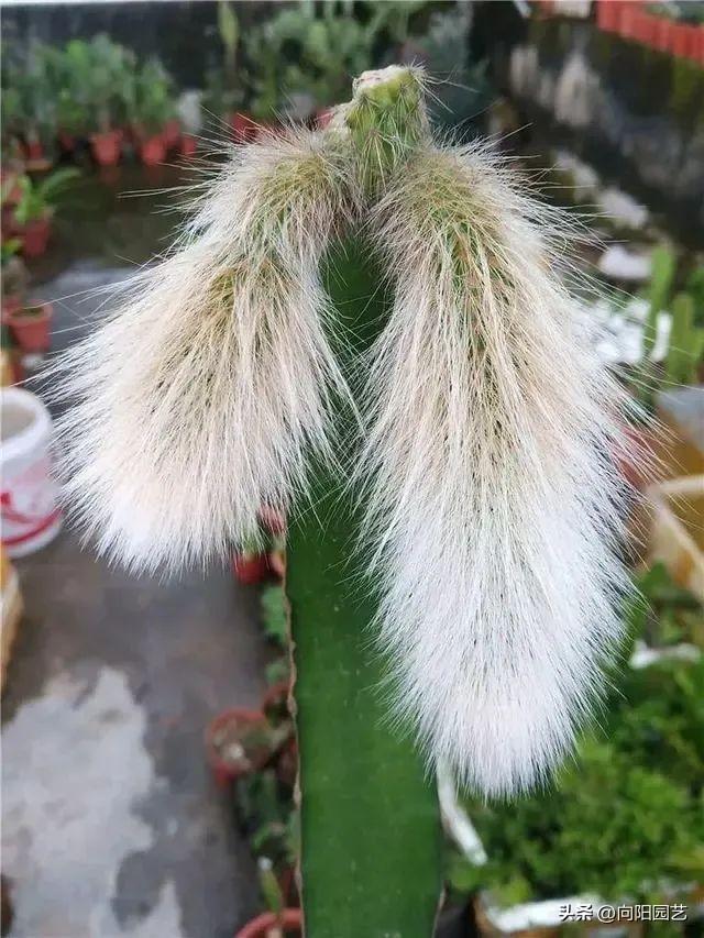 ​九尾狐嫁接火龙果，1棵变10棵，2年长成母本，还能开红花