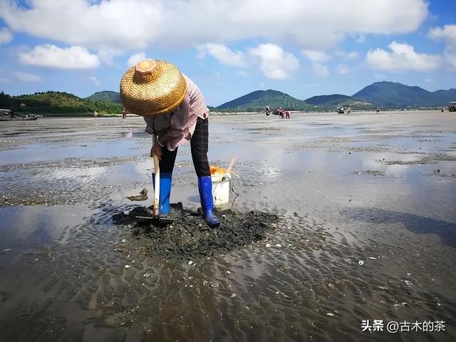 管角螺的生物特性及养殖技术