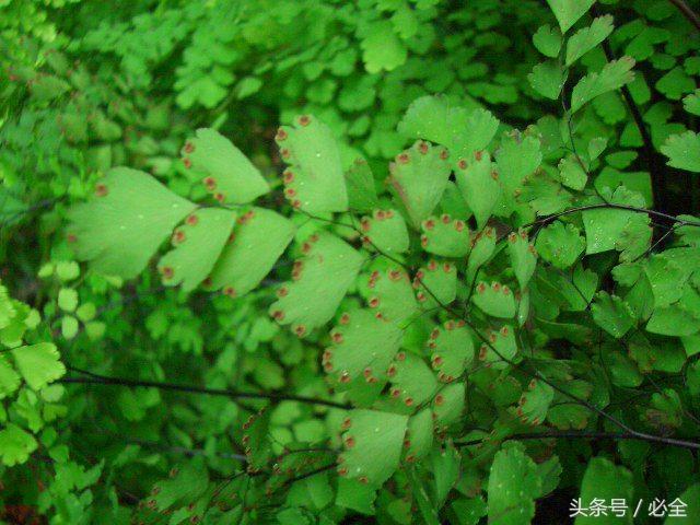 铁线蕨的生长习性和养殖方法