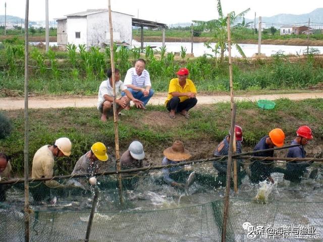 罗非鱼“粤闽1号”长速快雄性率高，产业前景好