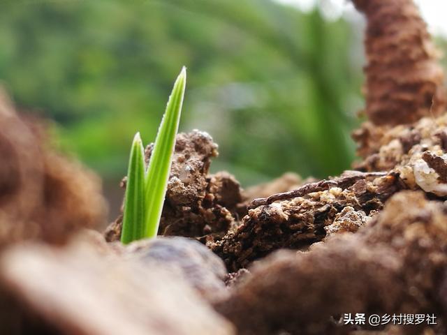 新手种兰花，先学配植料，这样配制的植料25天可以冒出水晶头