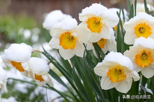 水仙古诗词六首赏析：岁寒不改雪霜姿，胆瓶亲插水仙花