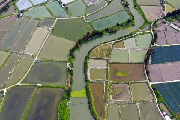 福建福清：鳗鱼淡水养殖助推乡村振兴