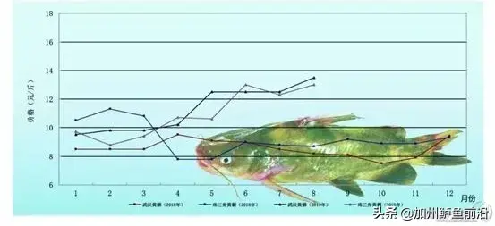 异军突起！黄颡鱼养殖效益显著，怎样养好黄颡鱼