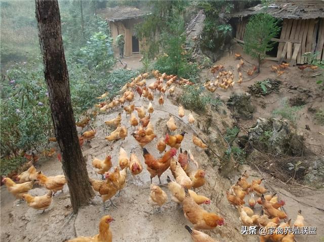 鸡价持续上涨，明年想养鸡的人应把握好这两个时间点