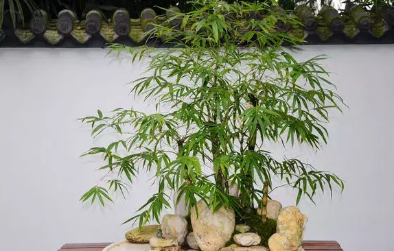 居无竹？不能忍！盆栽这4款，好看又好养，还能慰藉心灵