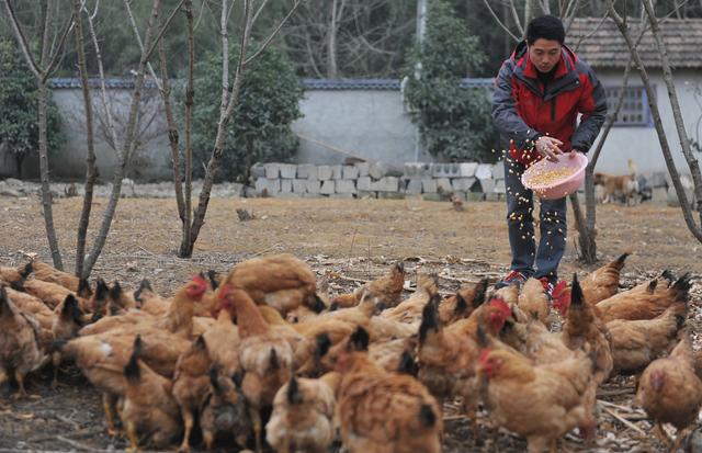 养殖蛋鸡，做好饲养管理的措施，可助养殖户提高经济效益