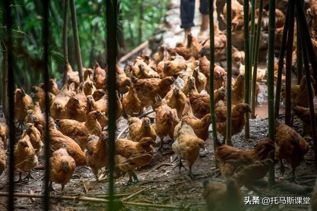 全面清查违法养殖，多地养殖场被拆，养殖户该如何应对？