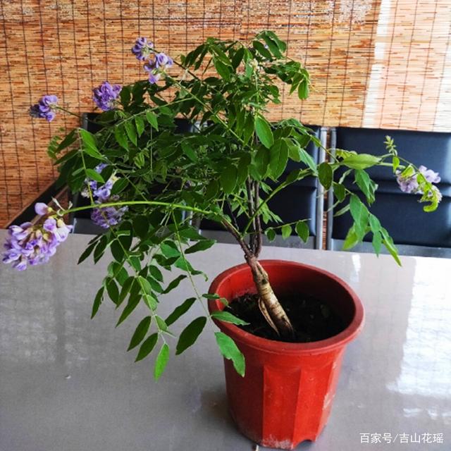 盆景藤蔓植物紫藤养护实用指南