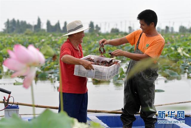 江西南昌：观荷捕虾富农家