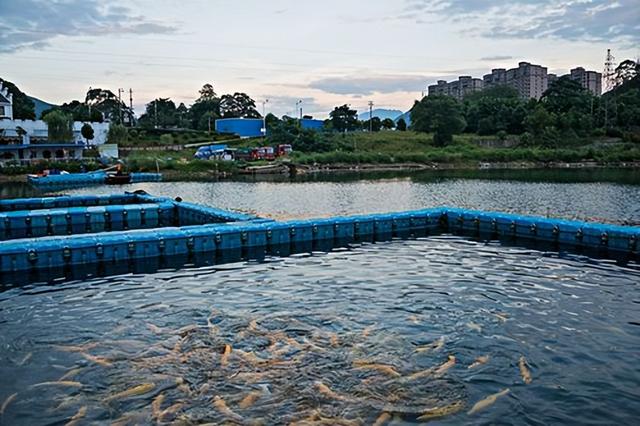 水产生态养殖技术的实践要点与应用