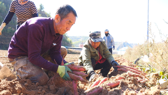 石楼县罗村镇：红薯丰收 农民致富路上“薯光”灿烂