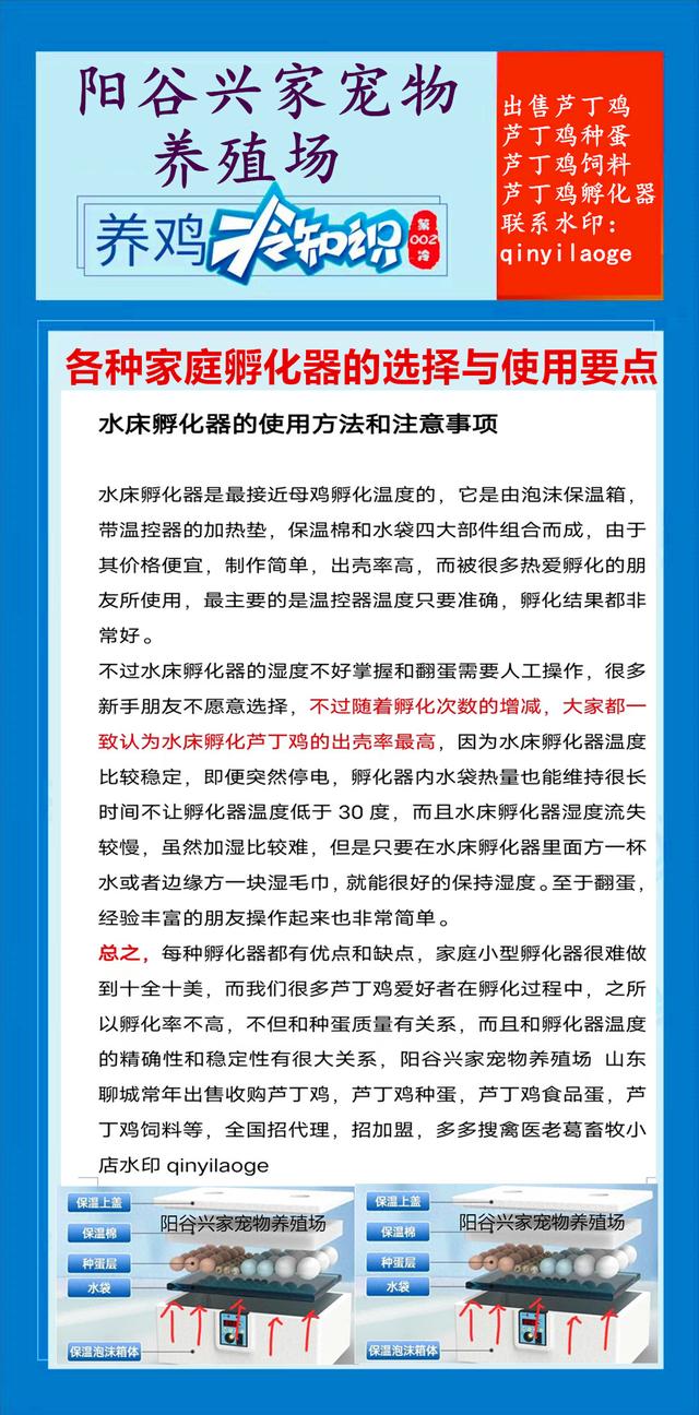 新手孵化芦丁鸡，各种家庭孵化器的选择与使用要点