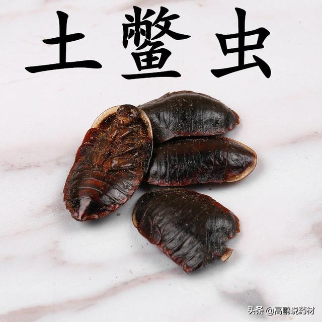 高鹏说药材：市场关注品种土鳖虫后市行情走势简析