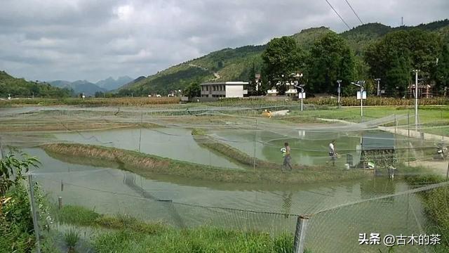 管角螺的生物特性及养殖技术