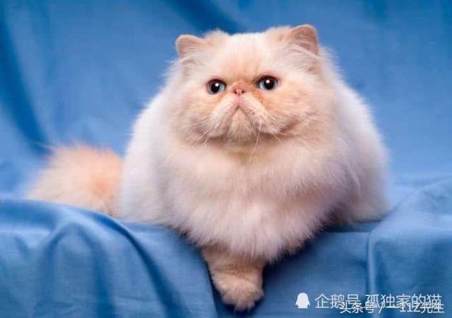 世界十大最美丽的猫品种