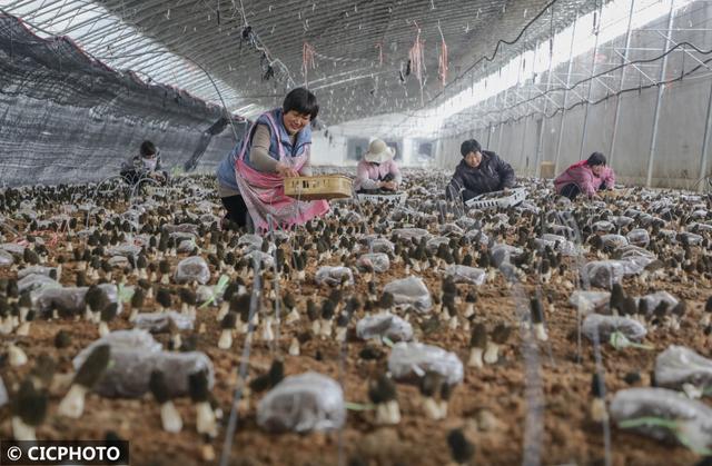 山东临沂：小蘑菇成就振兴大产业