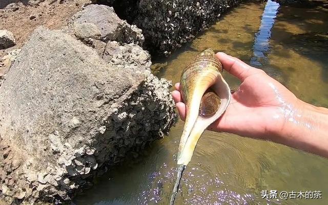 管角螺的生物特性及养殖技术