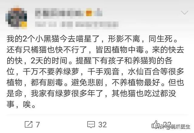 “养了猫后，我还能养花草吗？”可以养，但对花草品种有要求